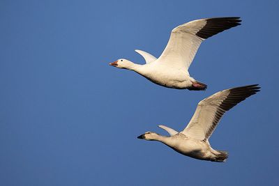 snow goose 092423_MG_1128 