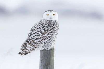 snowy owl 122422_MG_4006 