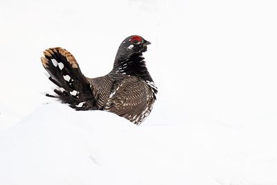 spruce grouse 021724_MG_4604 