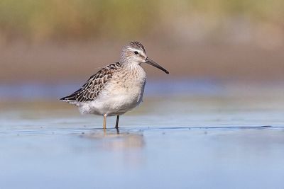 stilt sandpiper 081323_MG_6285 