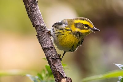 Townsend's Warblers