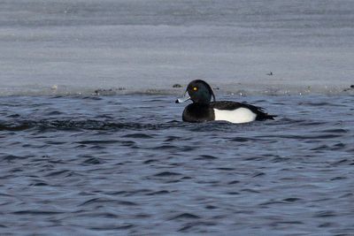 tufted duck 040723_MG_7461 