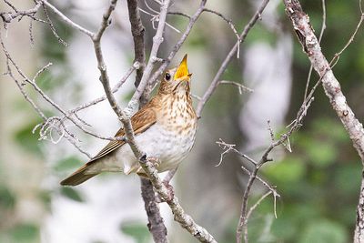 veery 060423_MG_2832 