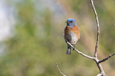 western bluebirds