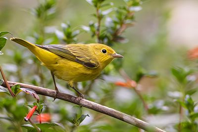 Yellow Warblers