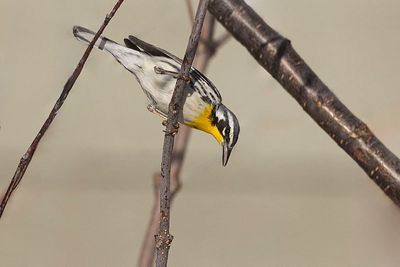 yellow-throated warbler 102923_MG_0970 