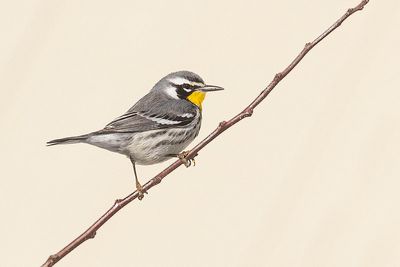 yellow-throated warblers