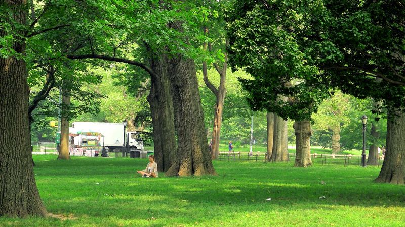 Serene Central park