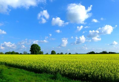 Rapeseed Field by the side of A47.JPG