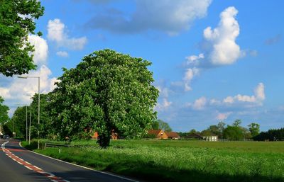 Chestnut tree in A47.JPG