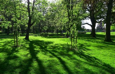 Wisbech Park in Spring sunshine.jpg