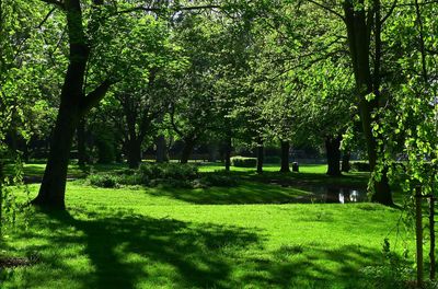 Wisbech Park in morning sun.jpg
