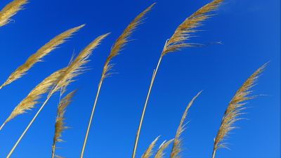 Backlit pampas