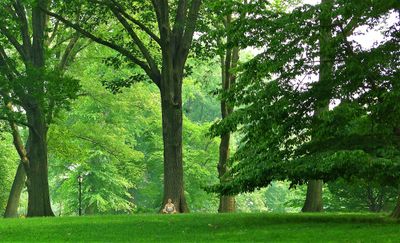 Peace and quiet. A place to meditate!