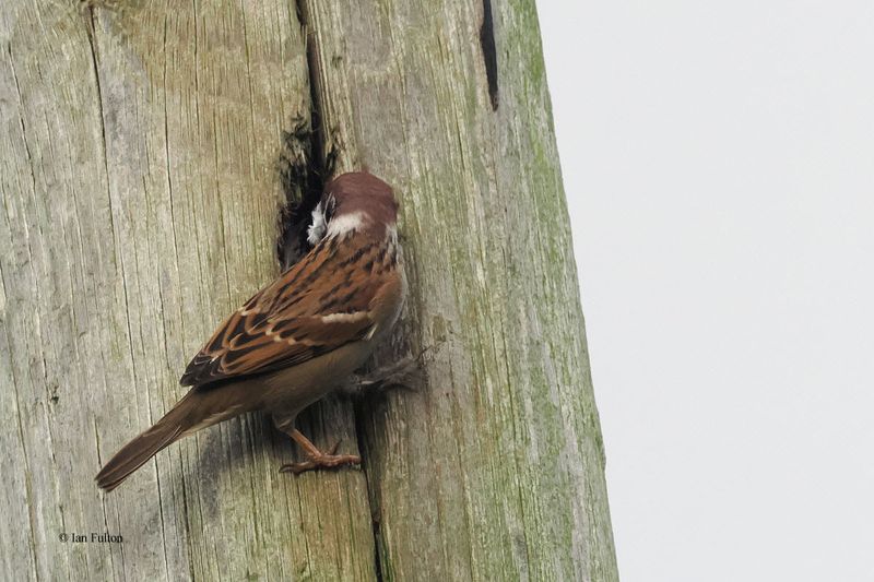 Tree Sparrow, near Croftamie, Clyde