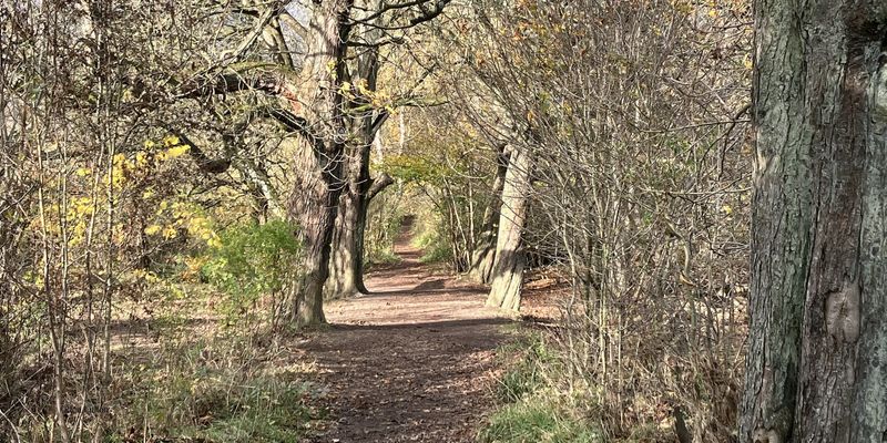 The Chestnut Walk at RSPB Barons Haugh