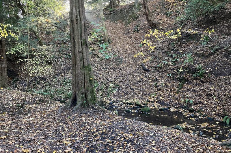 The Dalzell Burn, Motherwell