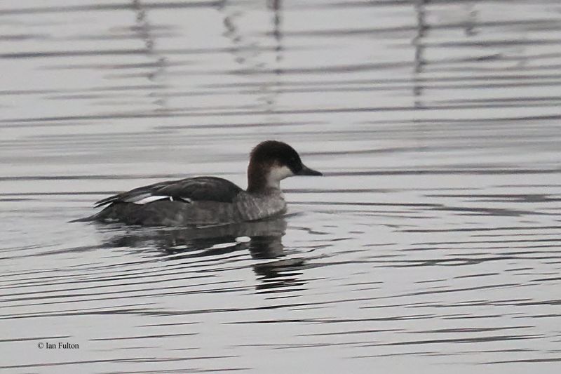 Smew, Hogganfield Loch, Glasgow