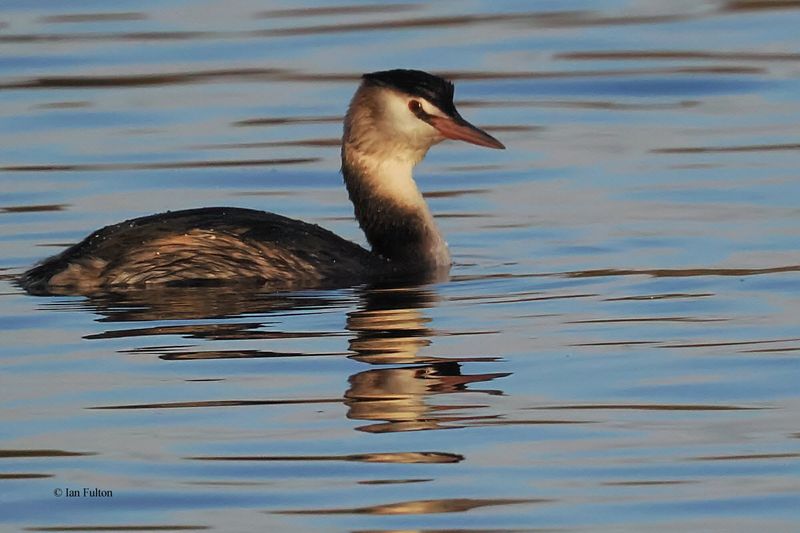 Great Crested Grebe, Hogganfield Loch, Glasgow