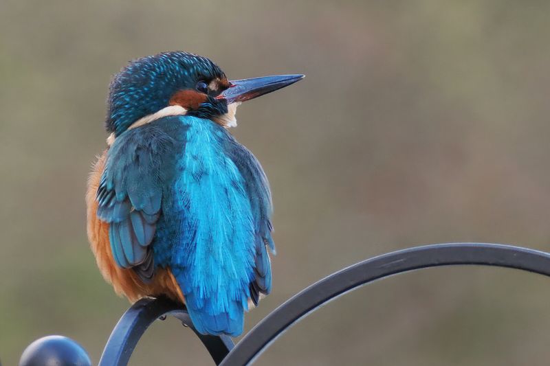 Kingfisher, Heritage Park-East Kilbride, Clyde