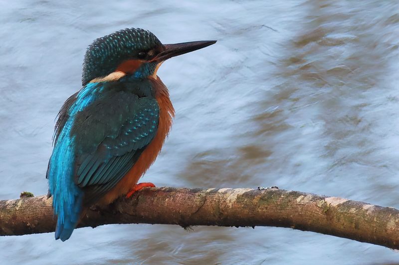 Kingfisher, Heritage Park-East Kilbride, Clyde