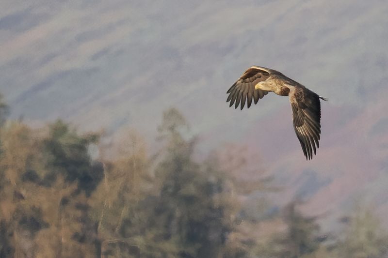 White-tailed Eagle, RSPB Loch Lomond, Clyde
