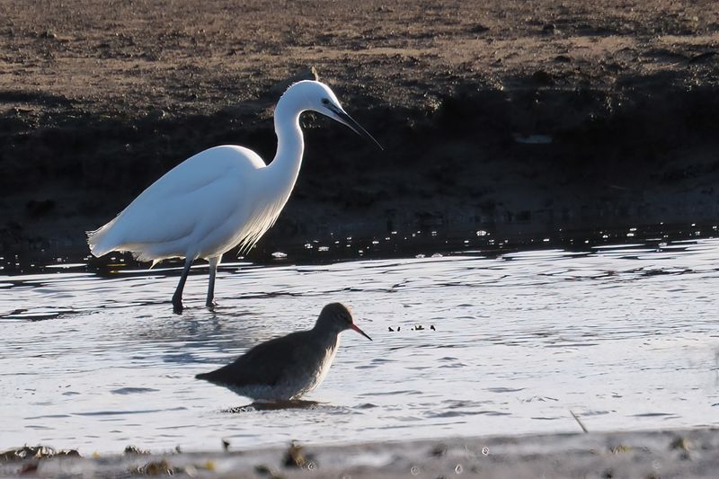 Little Egret, Gruggies Burn-Dumbarton, Clyde