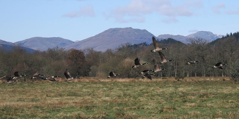Canada Geese, Low Mains, Loch Lomond NNR