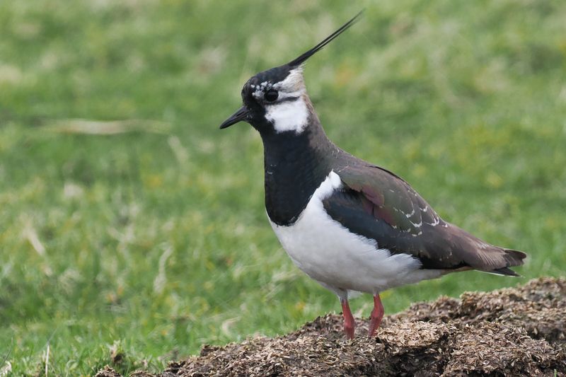 Lapwing, Ardnave, Islay
