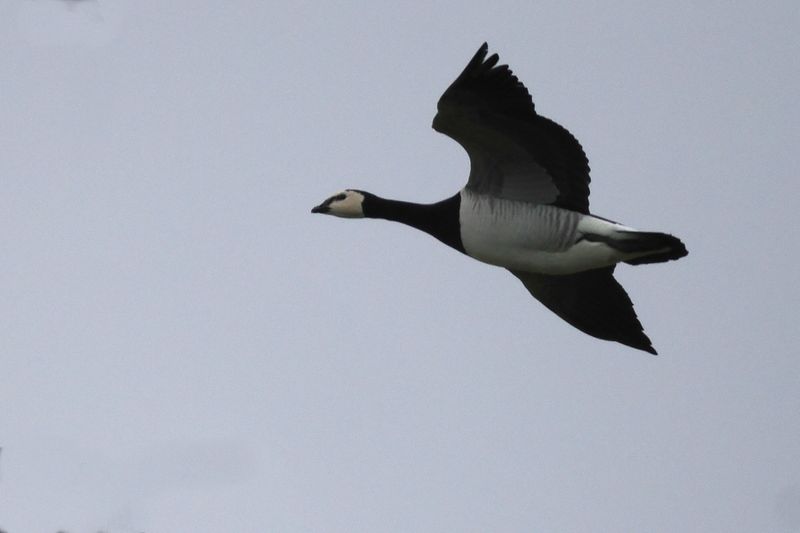 Barnacle Goose, Loch Indaal, Islay