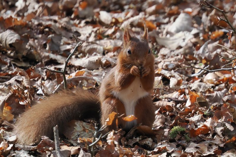 Red Squirrel, Ring Wood, RSPB Loch Lomond