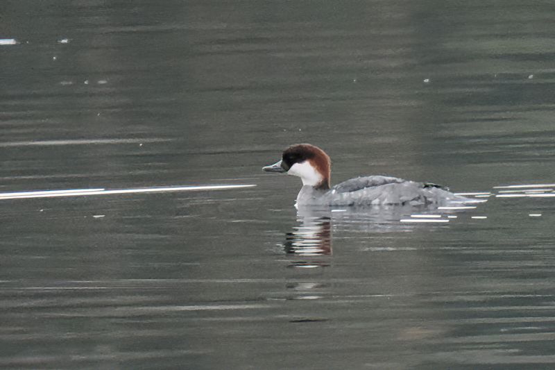 Smew, Hogganfield Loch, Glasgow