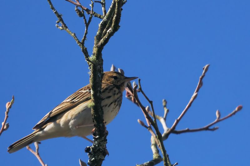 Tree Pipit, RSPB Loch Lomond, Clyde