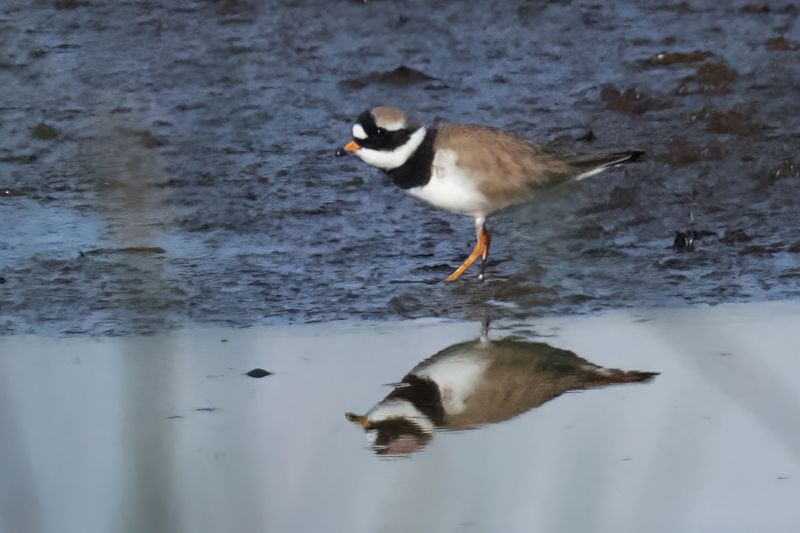 Ringed Plover, Endrick Water-Drymen, Clyde