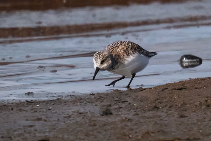 Sanderling, Endrick Water-Drymen, Clyde