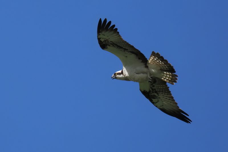 Osprey, Endrick Water-Drymen, Clyde