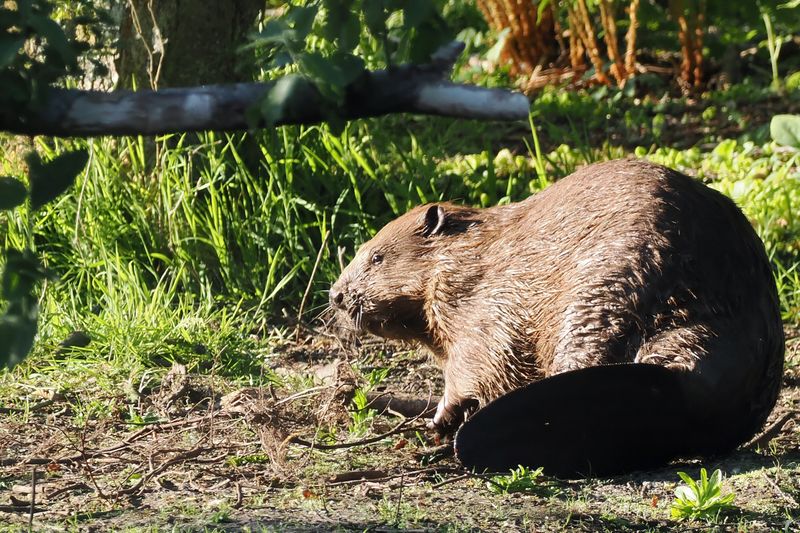 European Beaver, Argaty, Doune