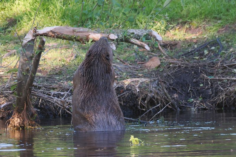 European Beaver, Argaty, Doune