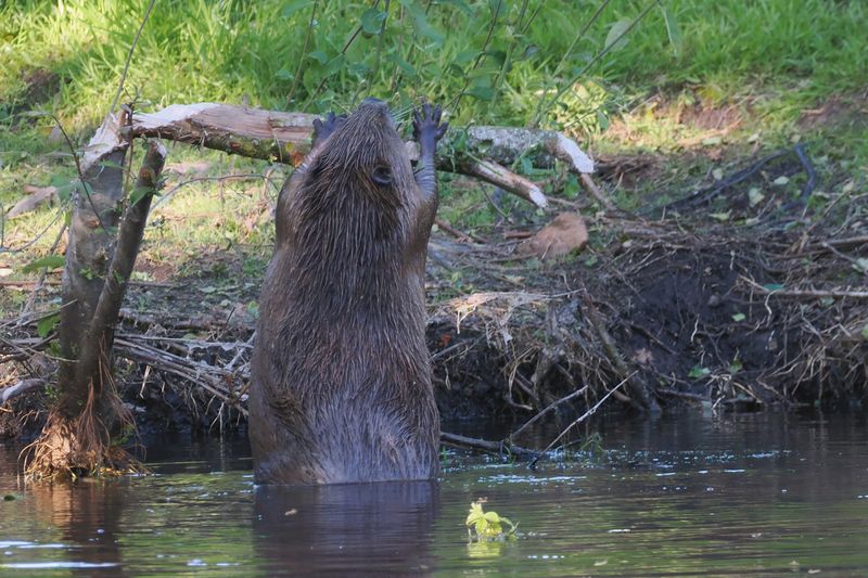 European Beaver, Argaty, Doune