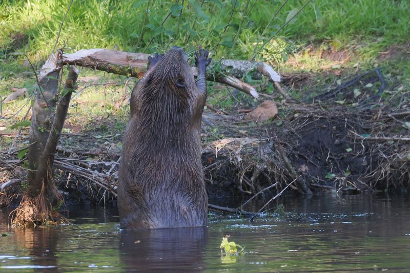 European Beaver, Argaty, Doune