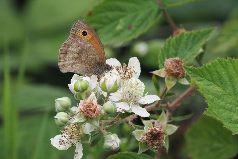 Meadow Brown, Cardowan Moss, Glasgow