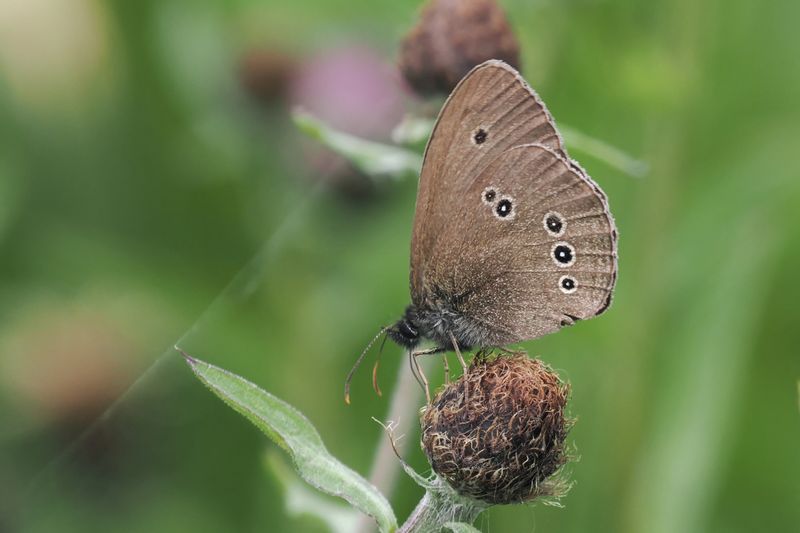 Ringlet, Cardowan Moss, Glasgow