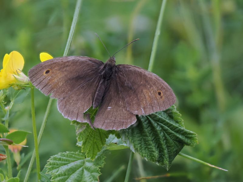 Meadow Brown, Cardowan Moss, Glasgow