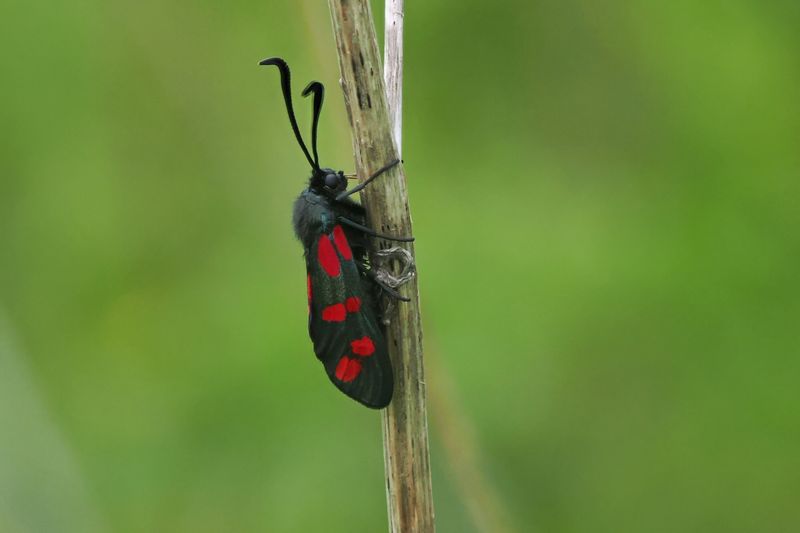 Six-spot Burnet, Cardowan Moss, Glasgow