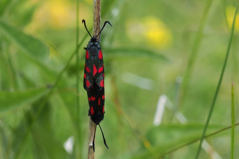 Six-spot Burnet, Cardowan Moss, Glasgow