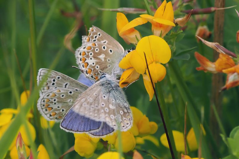 Common Blue (male & female), Cardowan Moss, Glasgow