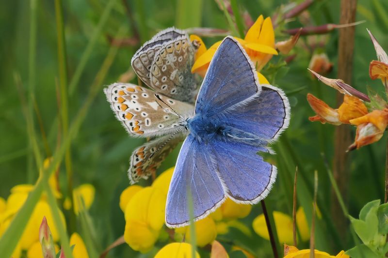 Common Blue (male & female), Cardowan Moss, Glasgow