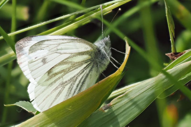 Green-veined White), Easter Braes, Lanarkshire