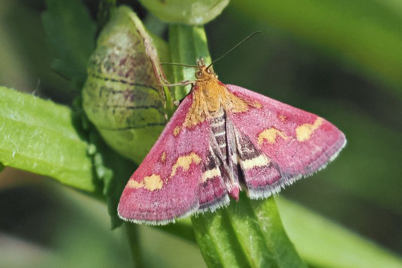 Common Purple & Gold (pyrausta purpuralis), Easter Braes, Lanarkshire