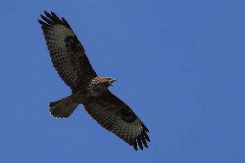 Buzzard, Easter Braes, Clyde